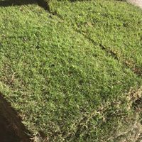 Wintergreen Couch Grass