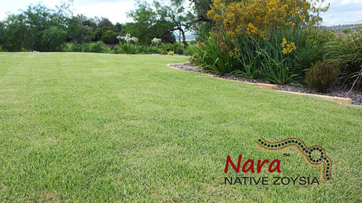 Nara-Native-Zoysia-Image-3